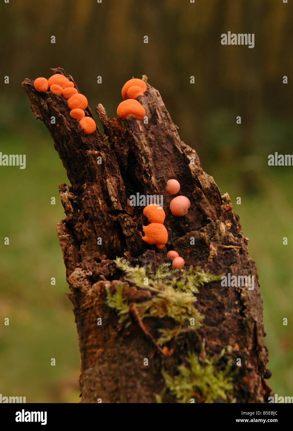Beech woodwart - Hypoxylon fragiforme  - the fungus as seen growing on dead beech wood. Stock Photo