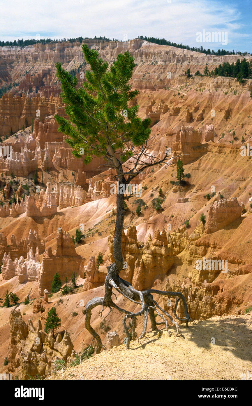 A pine tree s roots exposed as top soil is washed away by storms Bryce Canyon Utah United States of America North America Stock Photo