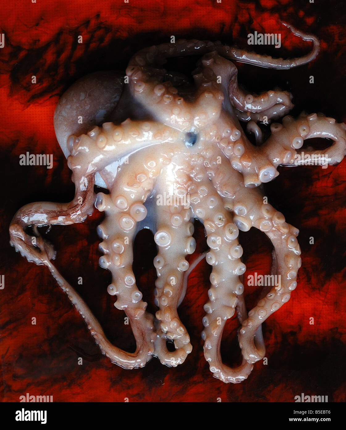 Arms and suckers from a baby octopus . Stock Photo
