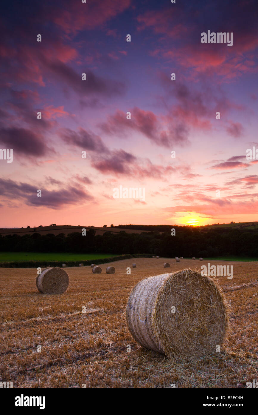 Circular hay bales at harvest time in a mid Devon field England Stock Photo