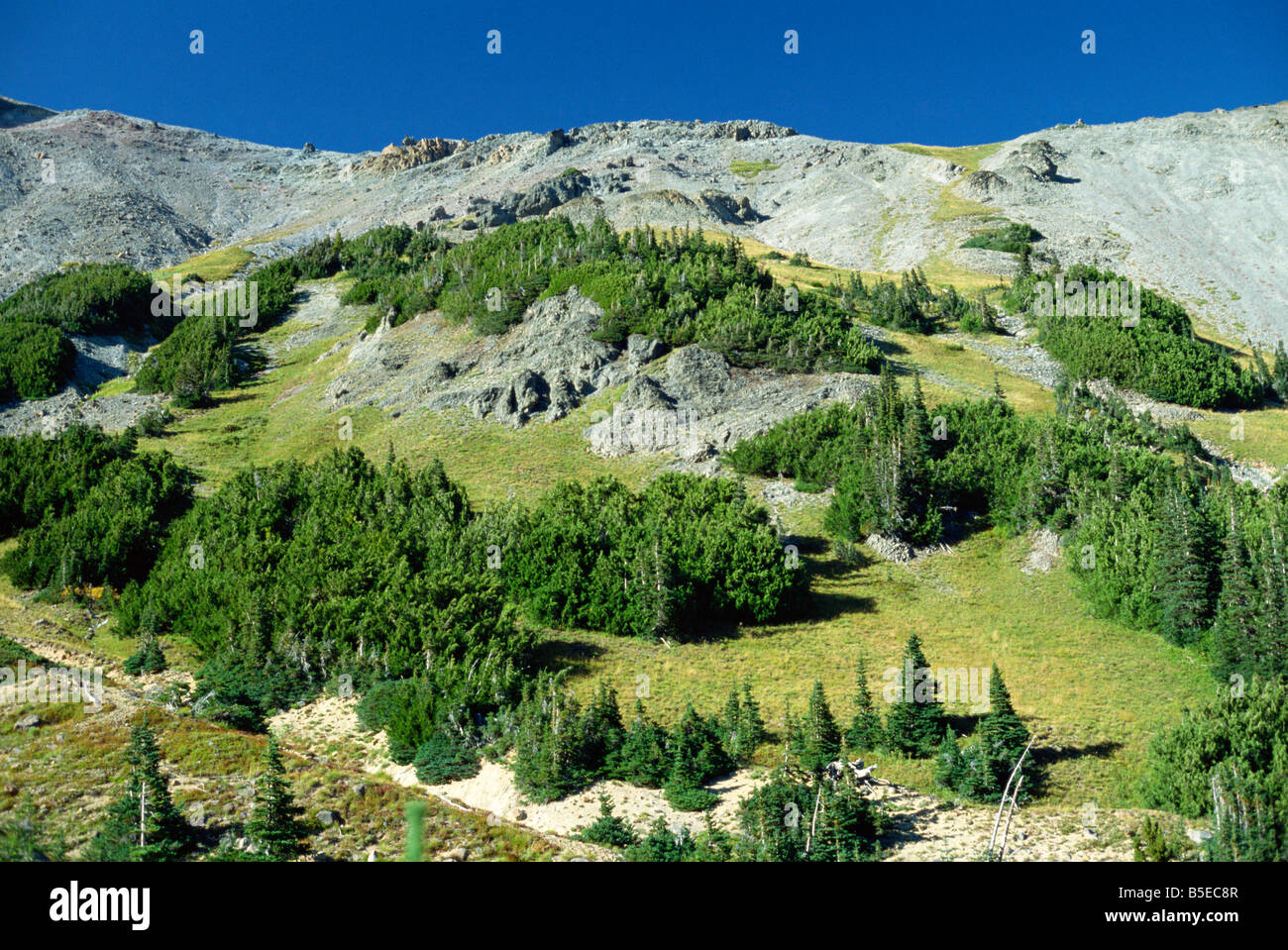 Trees and alpine meadows of Glacier Basin on slopes of Mount Rainier in