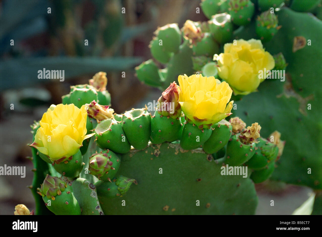 Close up of cactus United States of America North America Stock Photo