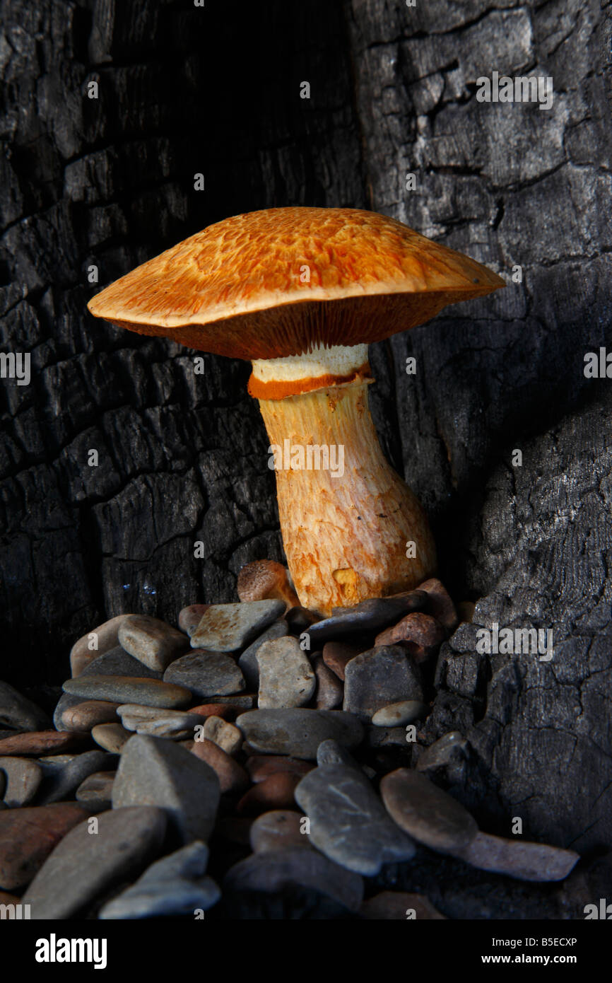 Gymnopilus spectabilis fungi a member of the order Corinariales (family Crepidoceaea) growing out of burnt tree. Stock Photo