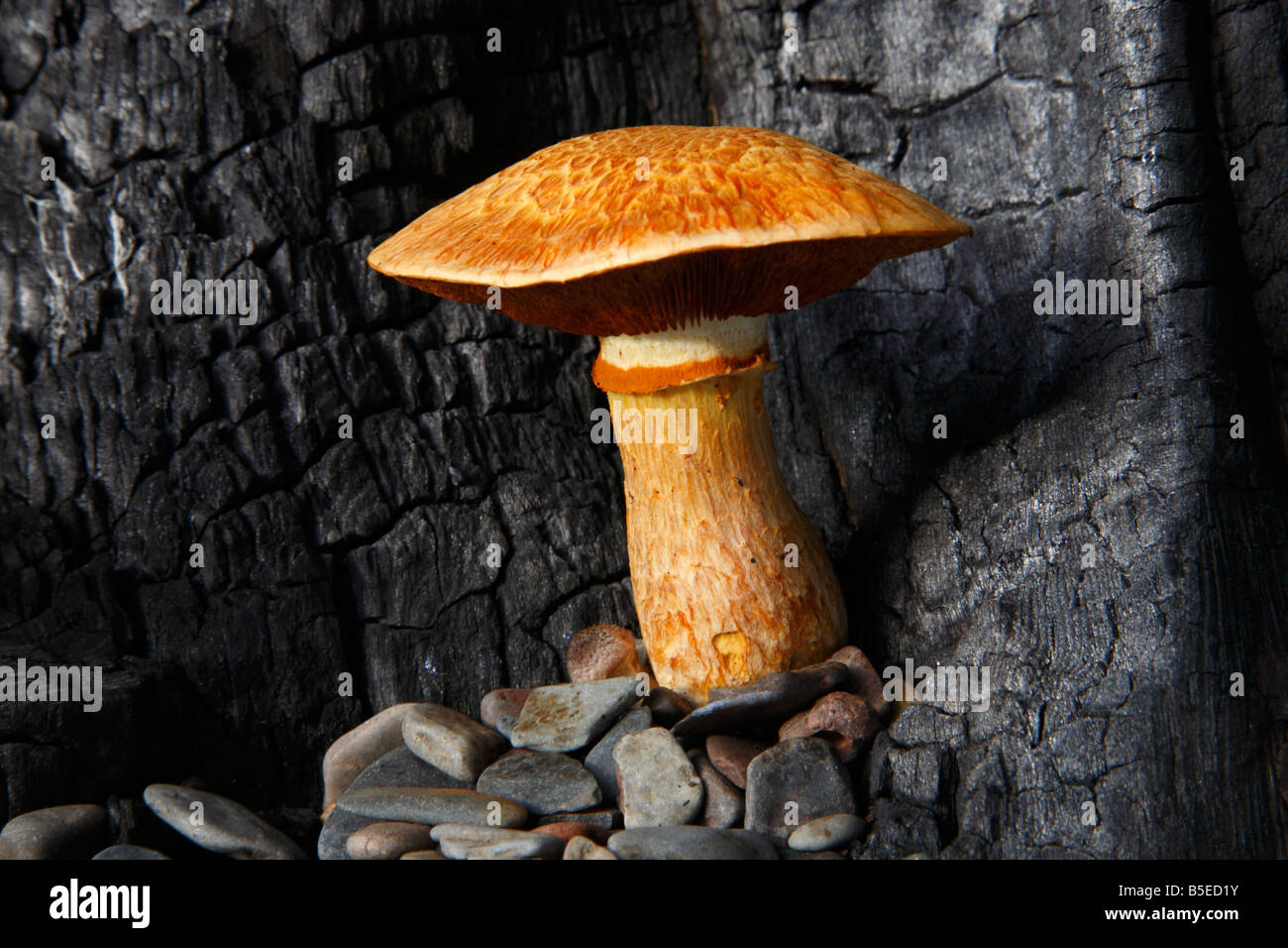 Gymnopilus spectabilis fungi a member of the order Corinariales (family Crepidoceaea) growing out of burnt tree. Stock Photo