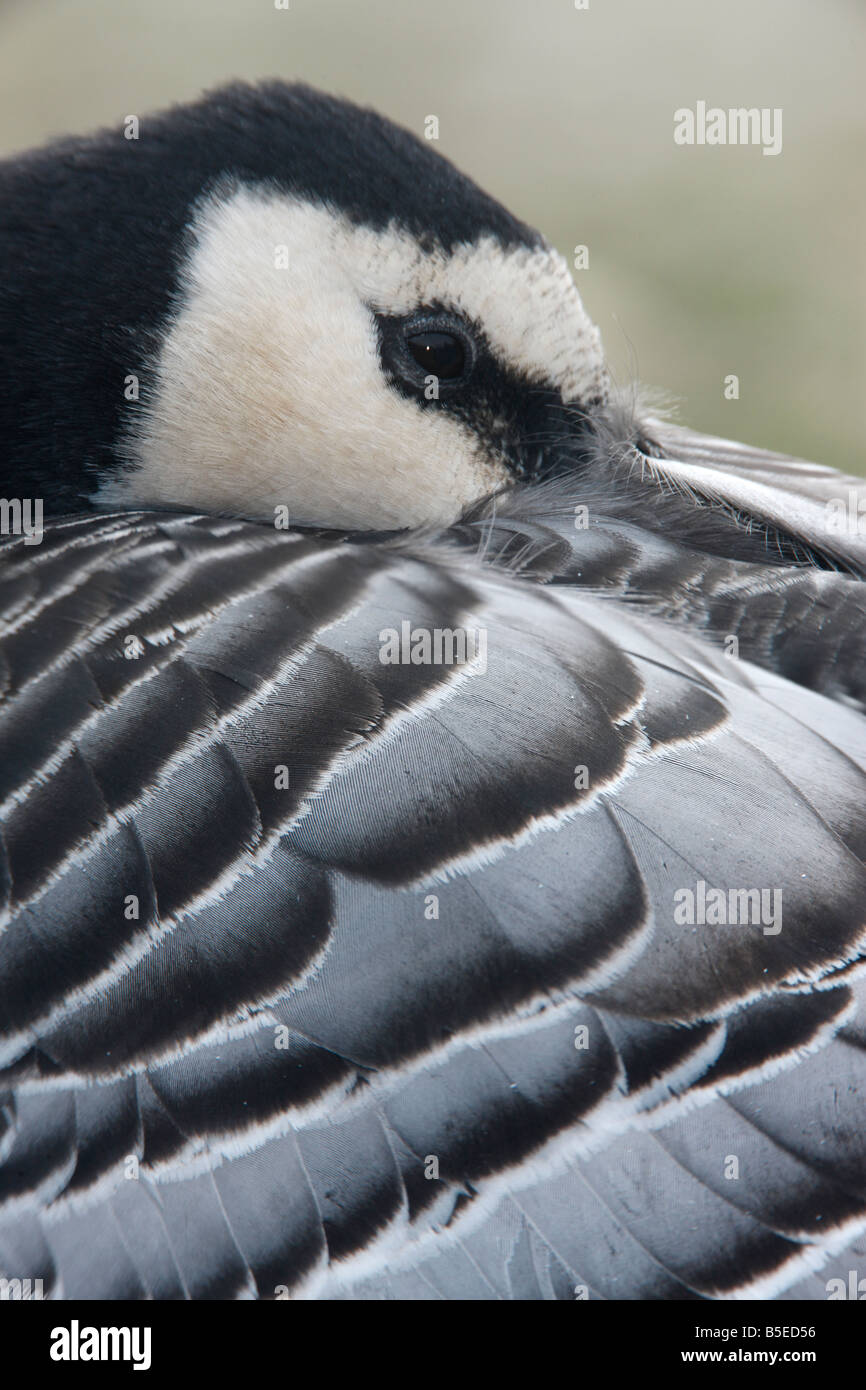 Barnacle goose Branta leucopsis head detail Scotland winter Stock Photo