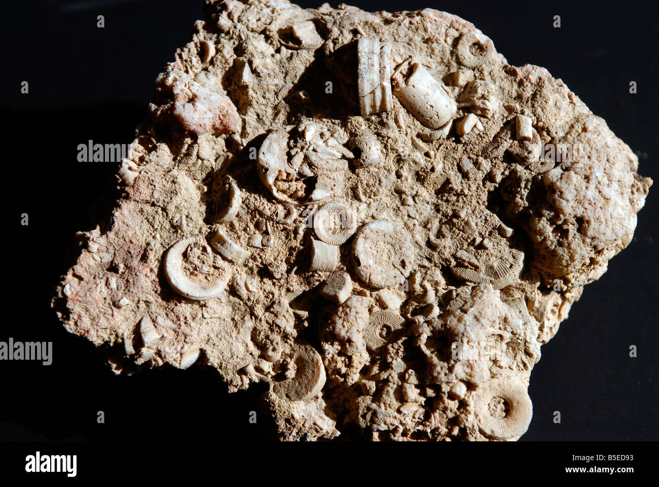 Small fossils in sandstone Stock Photo Alamy