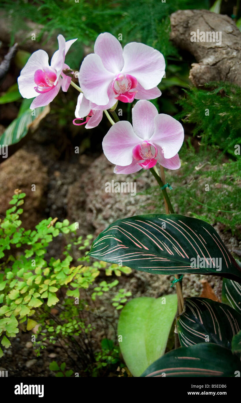 Orchids sale in nature