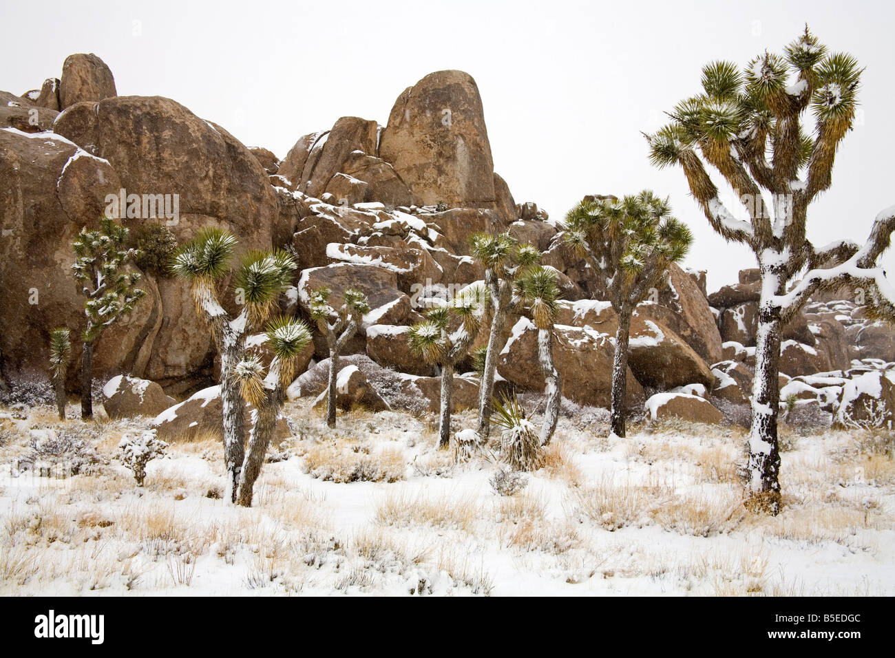 Rare winter snowfall, Joshua Tree National Park, California, USA, North