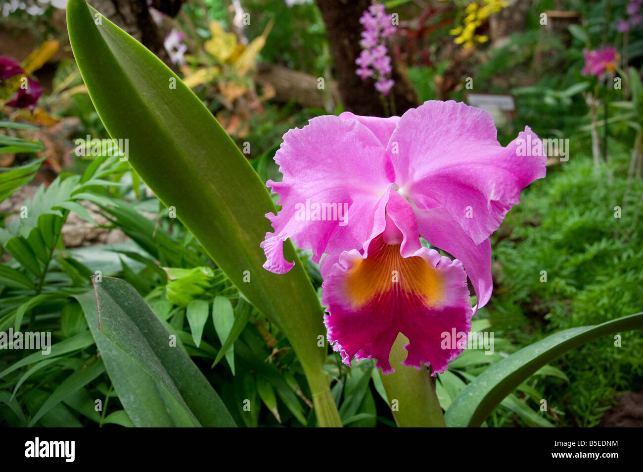 Single pink cattleya type orchid Stock Photo