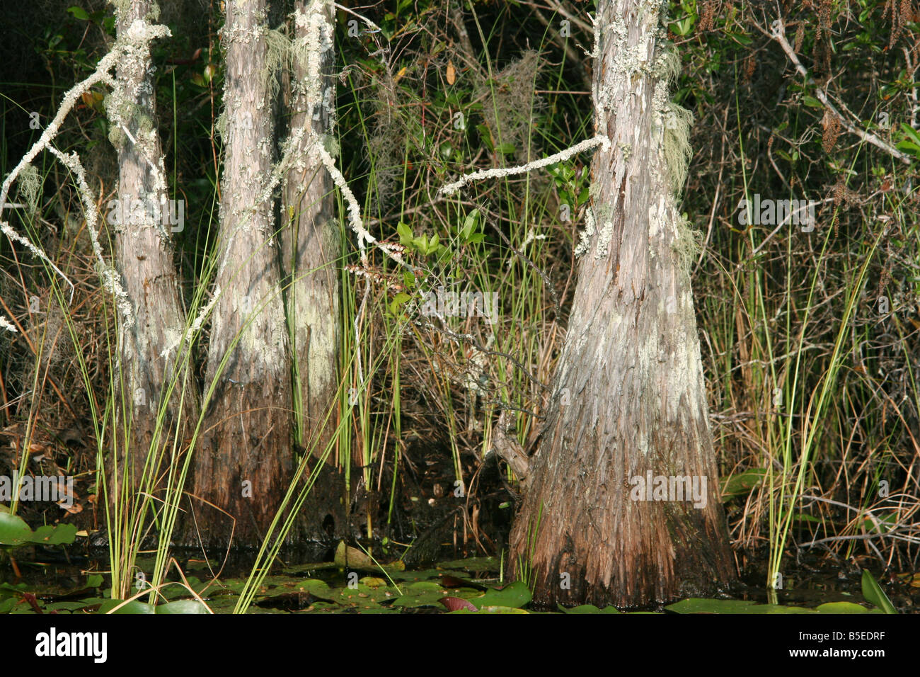 Cypress Trees Okefenokee NWR Georgia Stock Photo