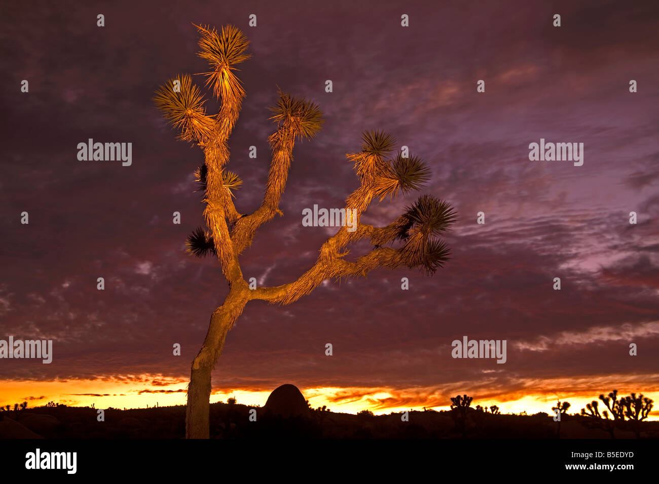 Light painting on Joshua Tree, Jumbo Rocks area, Joshua Tree National Park, California, USA, North America Stock Photo