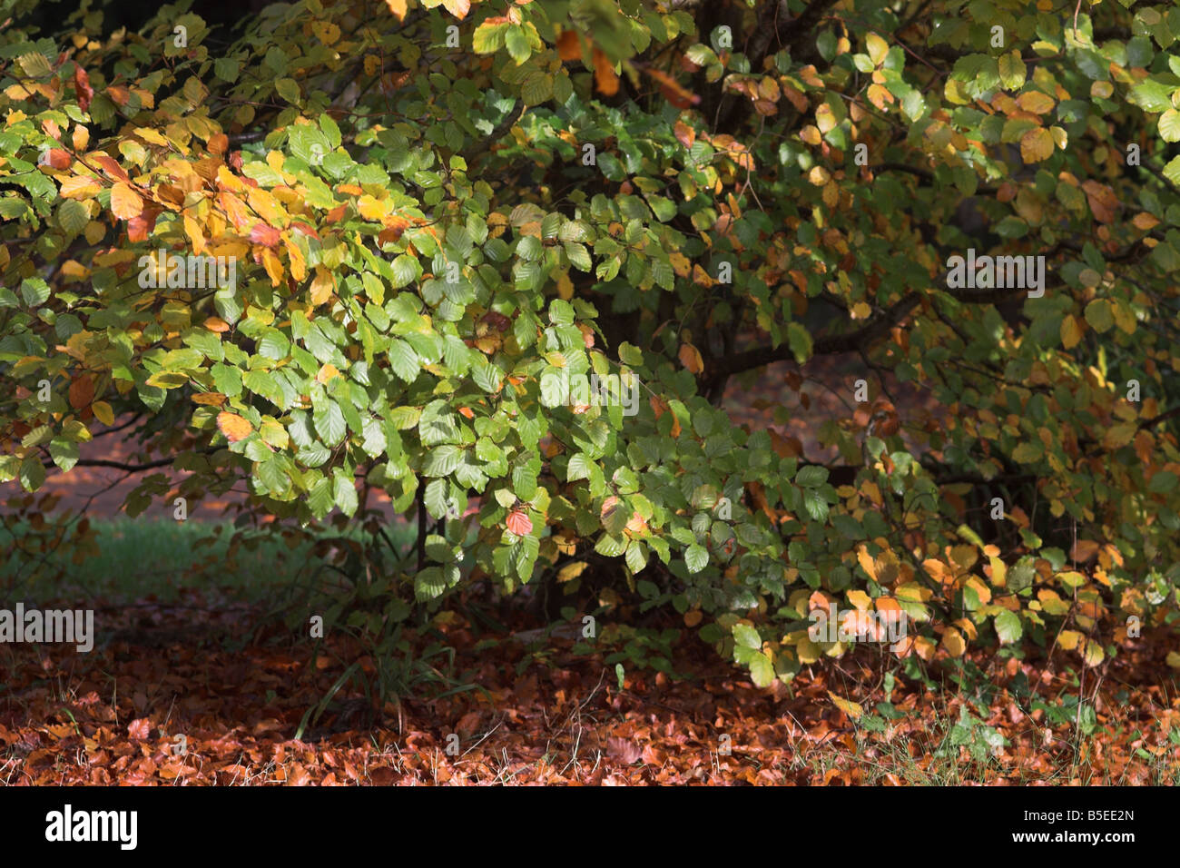 Close up of Beech tree leaves in autumn starting to turn golden, UK Stock Photo