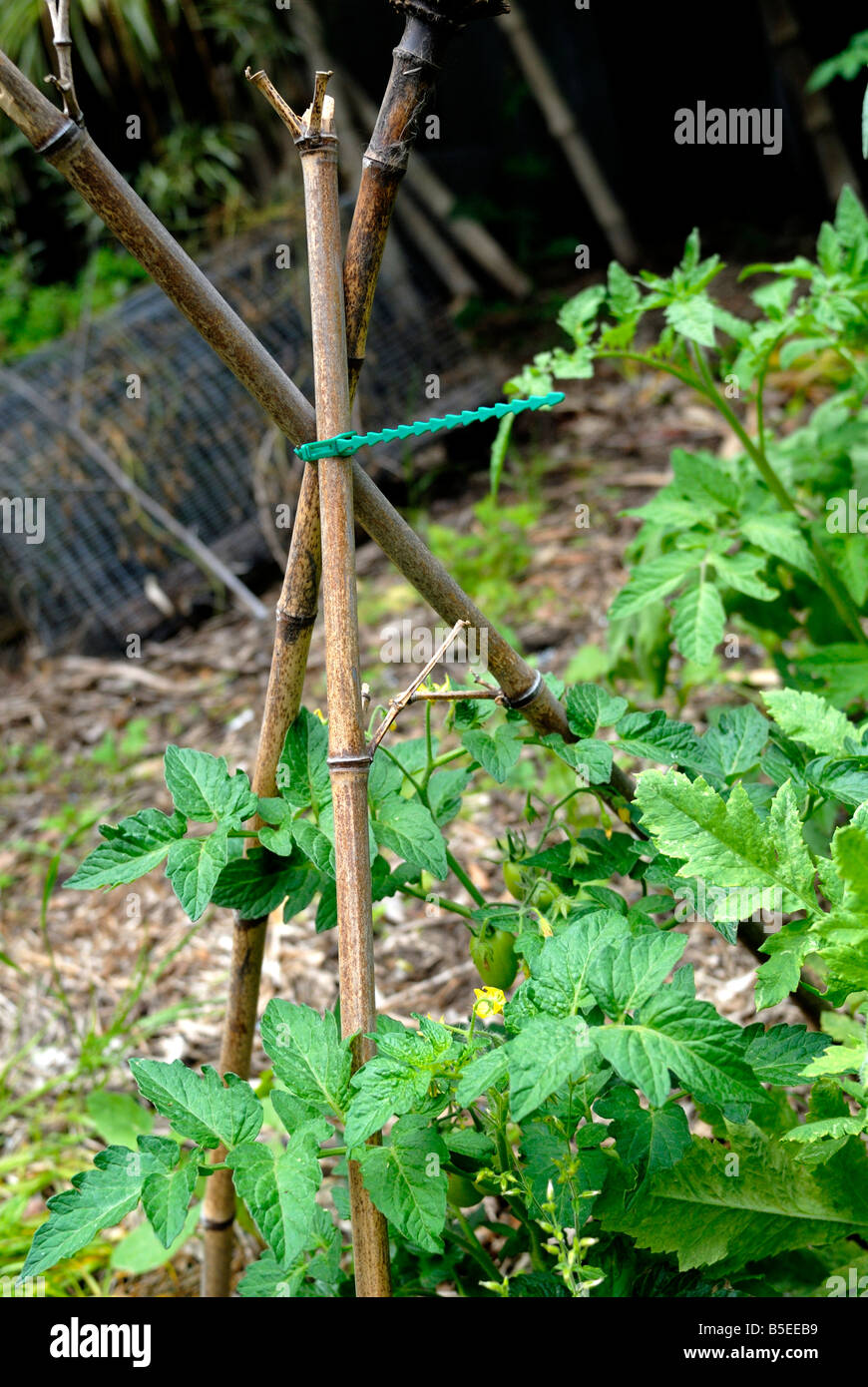Plastic zip tie used to make tripod tomato plant support in organic