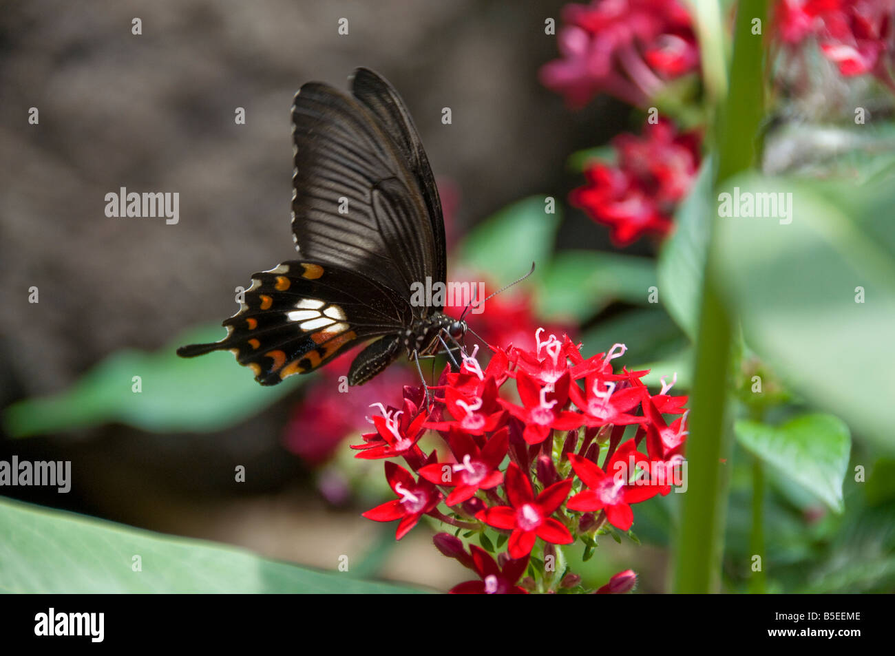 Black Swallowtail butterfly sipping nectar from a red  bloom in natural habitat Stock Photo