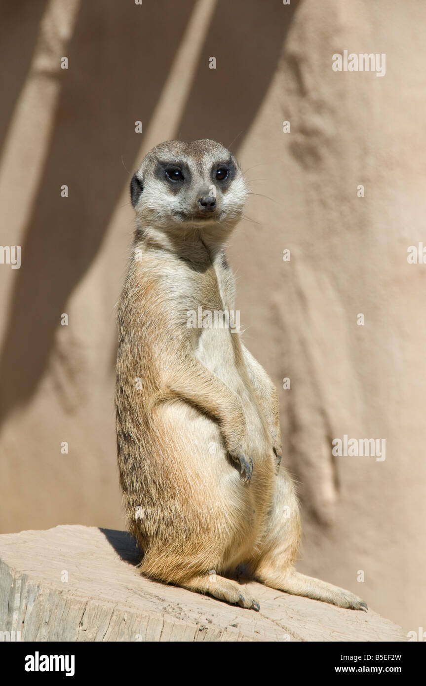 Meerkat on guard looking for possible predators Stock Photo