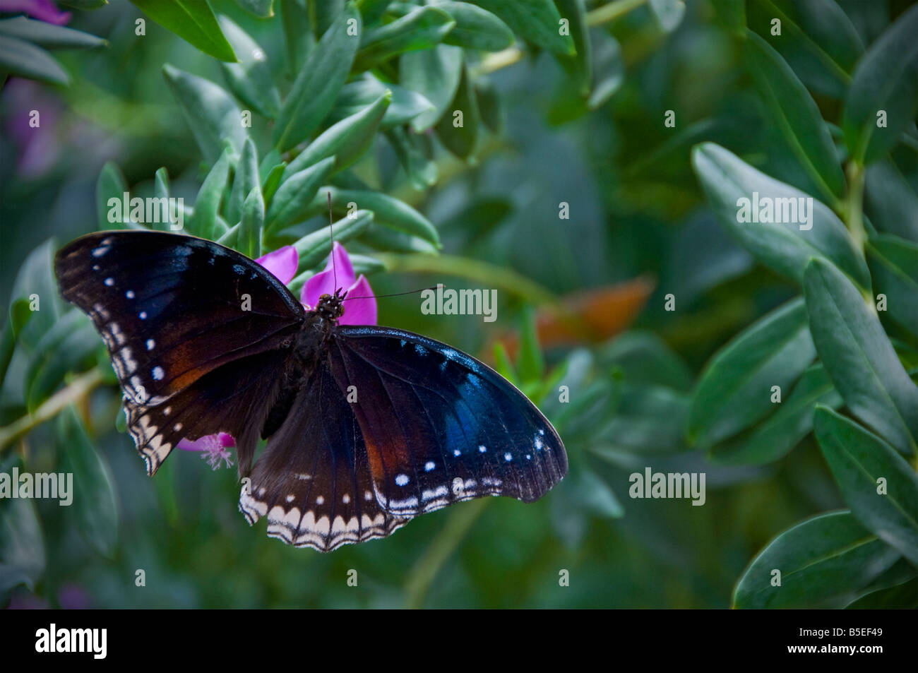 Eggfly Butterfly Hypolimnas bolina with wings spread in natural habitat Stock Photo
