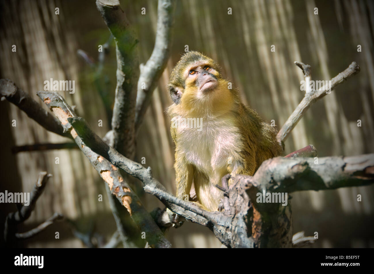 Rhesus Macaque monkey in spacious surroundings in well kept zoo Palmitos Park Gran Canaria Spain Stock Photo