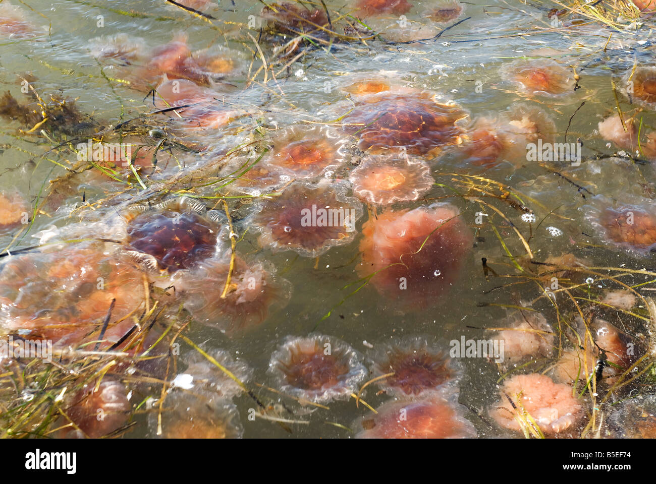 Lions Mane Jellyfish (Cyanea capillata), Sweden Stock Photo