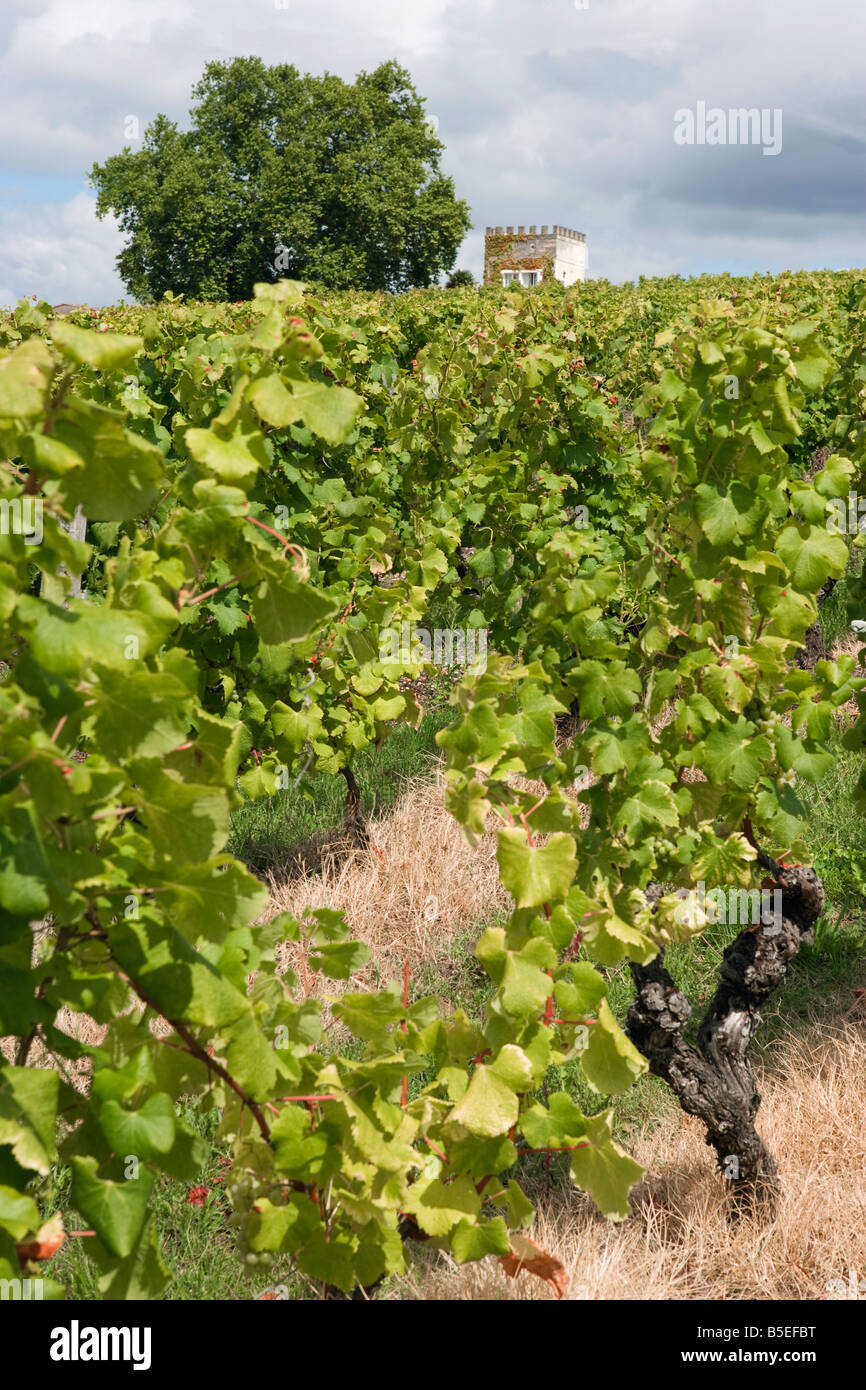 Bordeaux Sauternes Vine France French vineyard wine Stock Photo