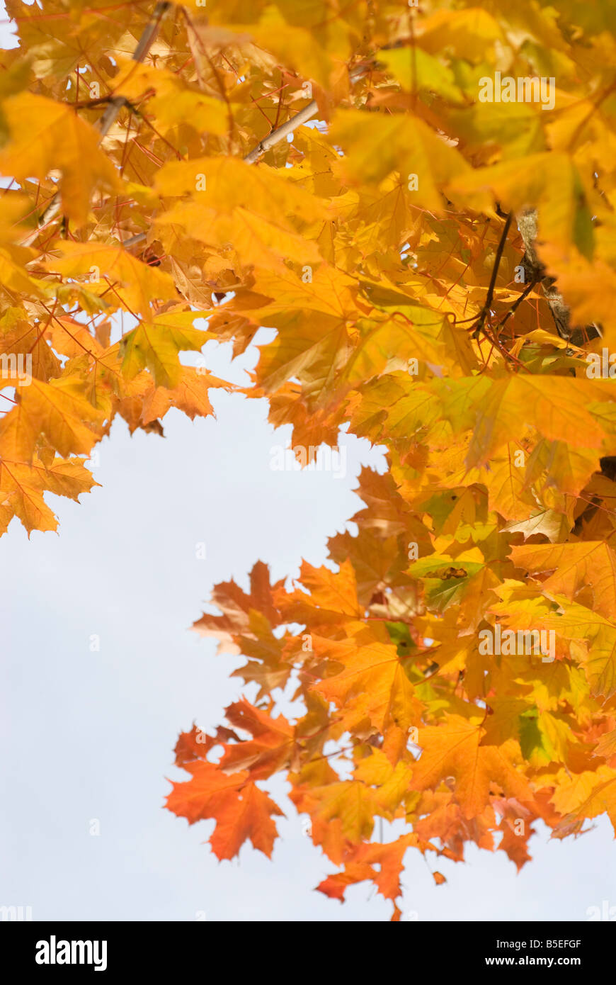 maple leafs at fall, sweden Stock Photo