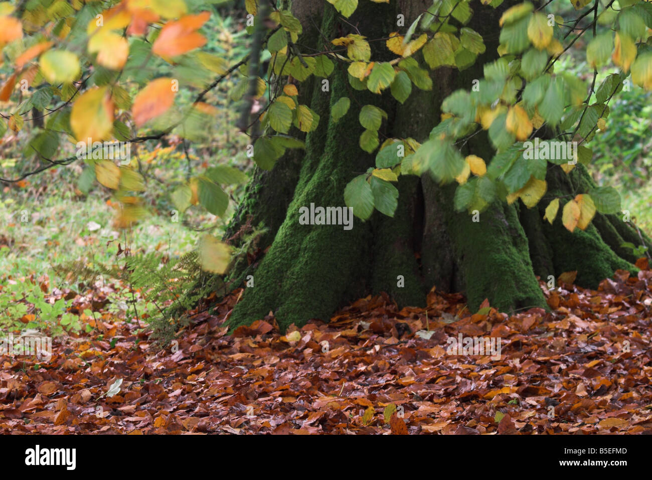 Forest floor showing moss covered tree trunk and fallen golden leaves on a windy day in October, UK Stock Photo