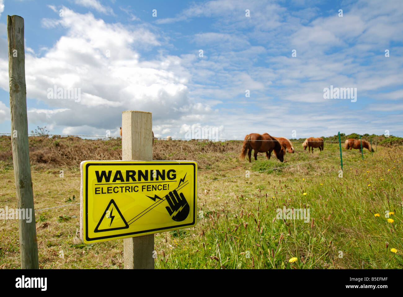 a warning 'electric fence' sign with shetland ponies in the background Stock Photo
