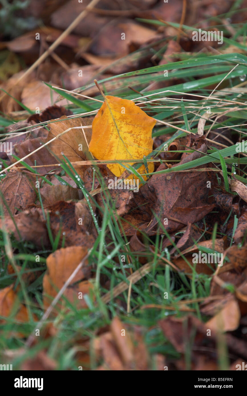 Close up of a fallen golden leaf on the ground Stock Photo
