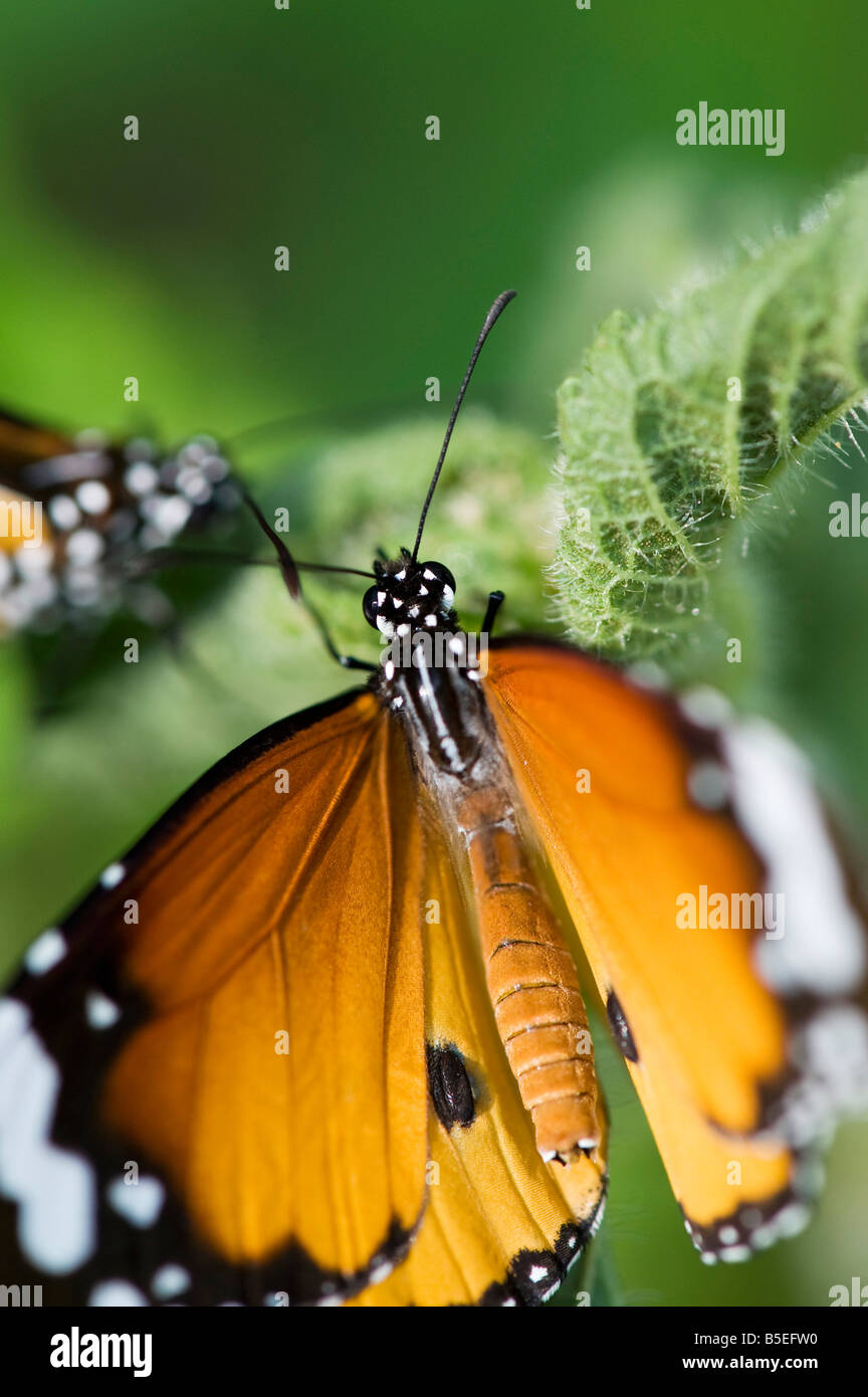 Danaus chrysippus. Plain Tiger butterfly feeding in the indian countryside. Andhra Pradesh, India Stock Photo