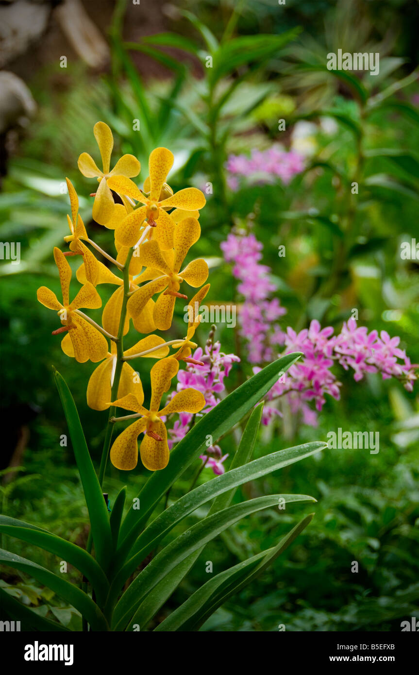 Dendrobium terrestrial orchid in lush natural habitat Stock Photo Alamy