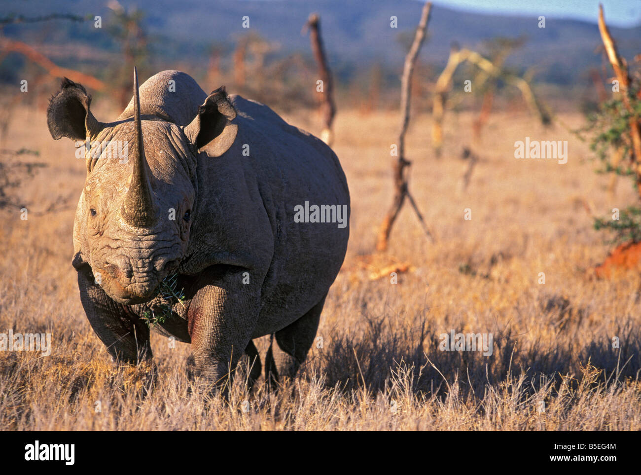 Black Rhino, East Africa, Africa Stock Photo