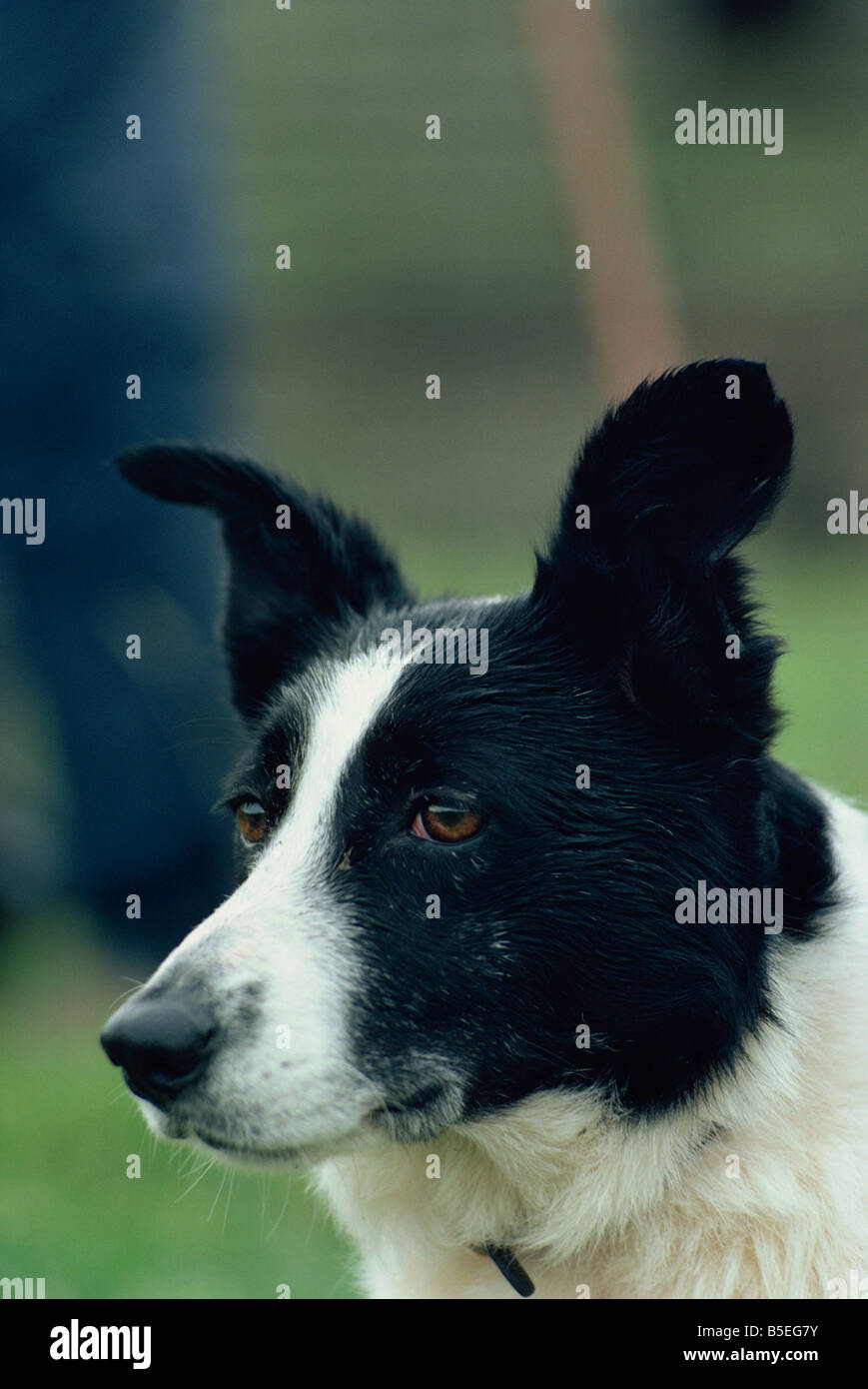 Portrait of a sheep dog Stock Photo - Alamy