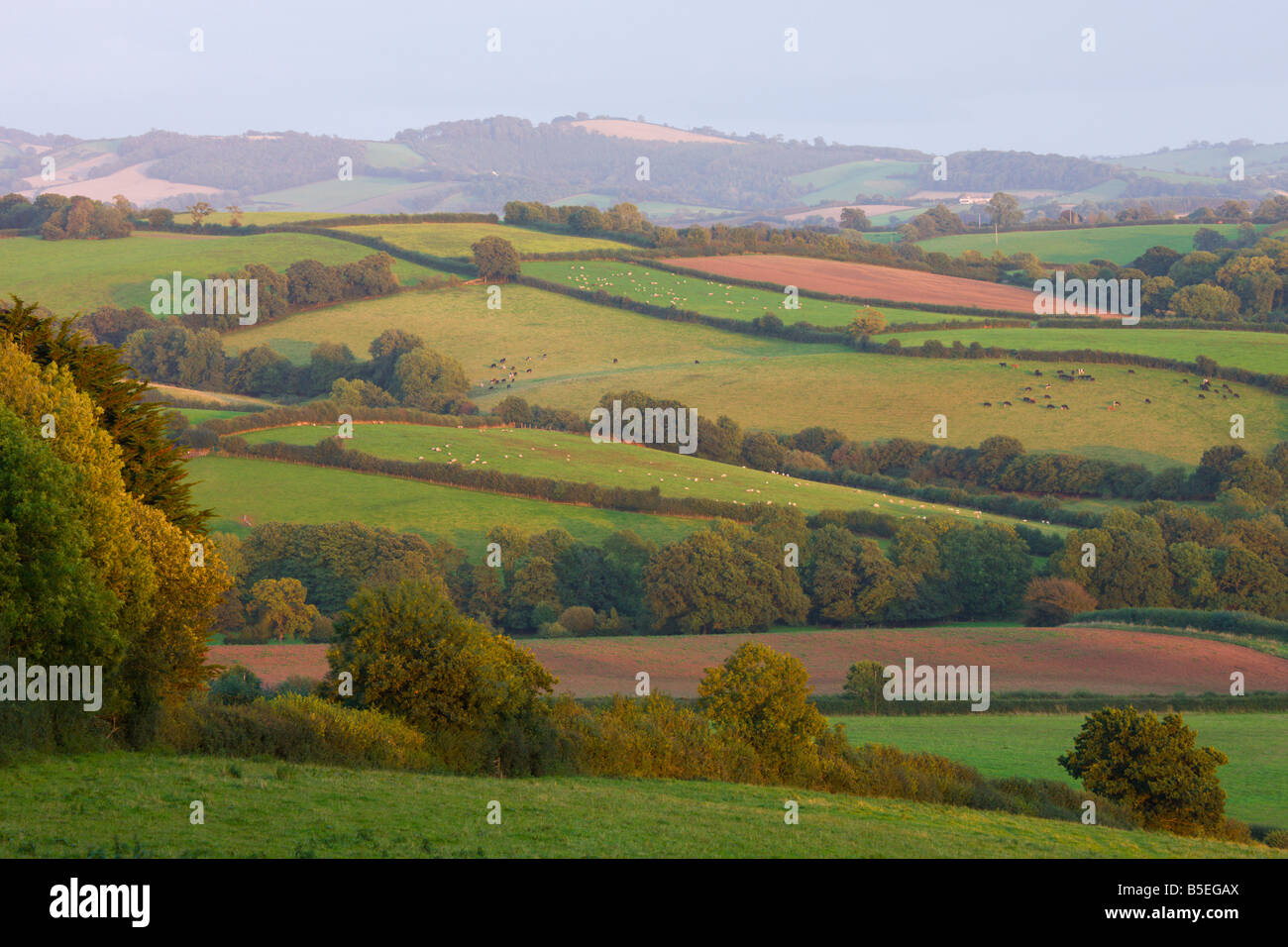 Patchwork fields in countryside near Crediton Devon England Stock Photo