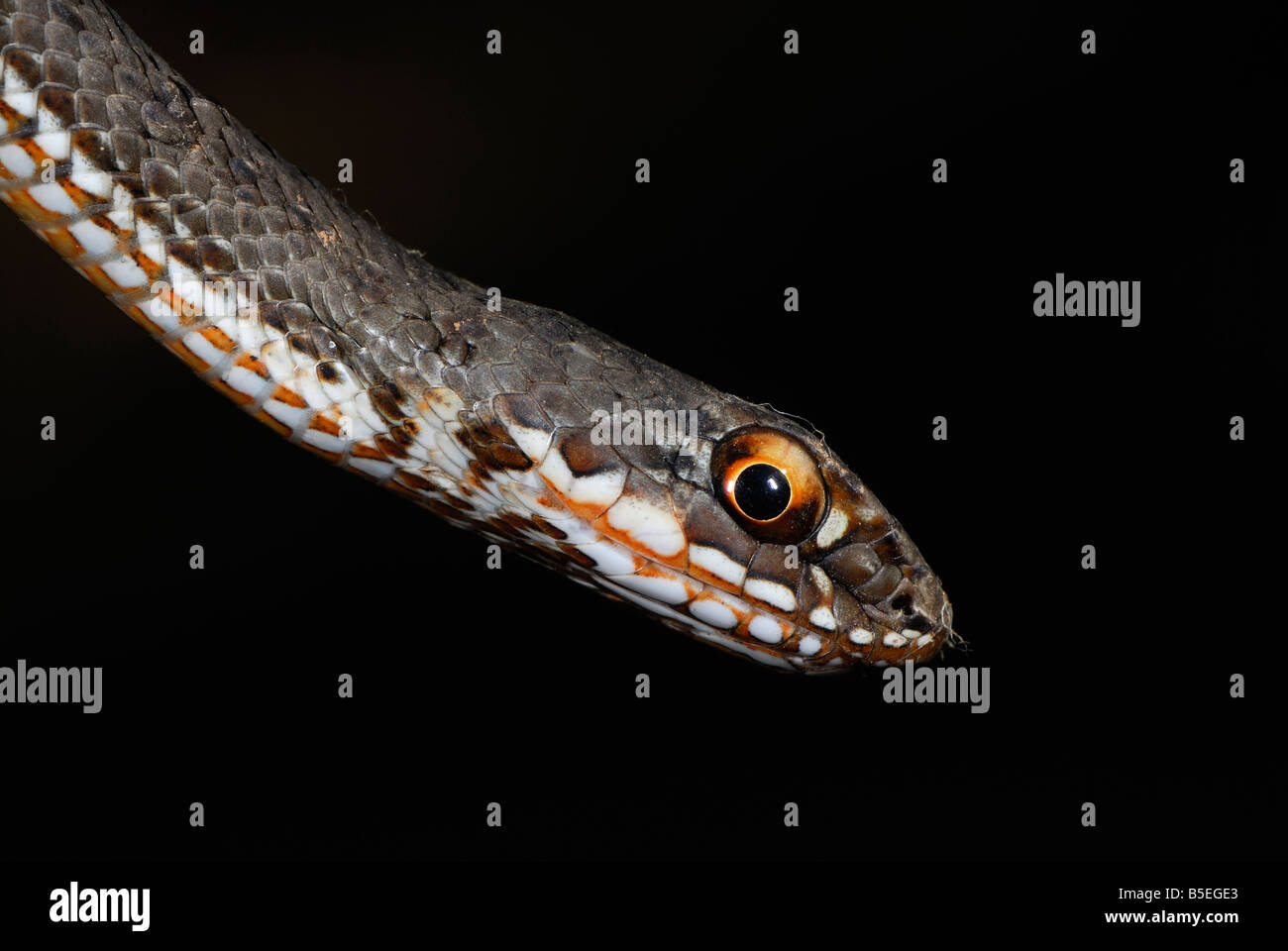 A juvenile Malpolon monspessulanus shows off its scales and colorful eyes Stock Photo
