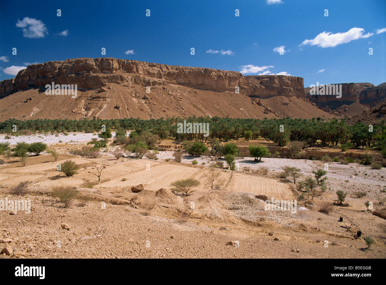Fields and date palms in the fertile valley of Wadi Doan, with arid escarpment behind, in the Wadi Hadramaut, south Yemen Stock Photo