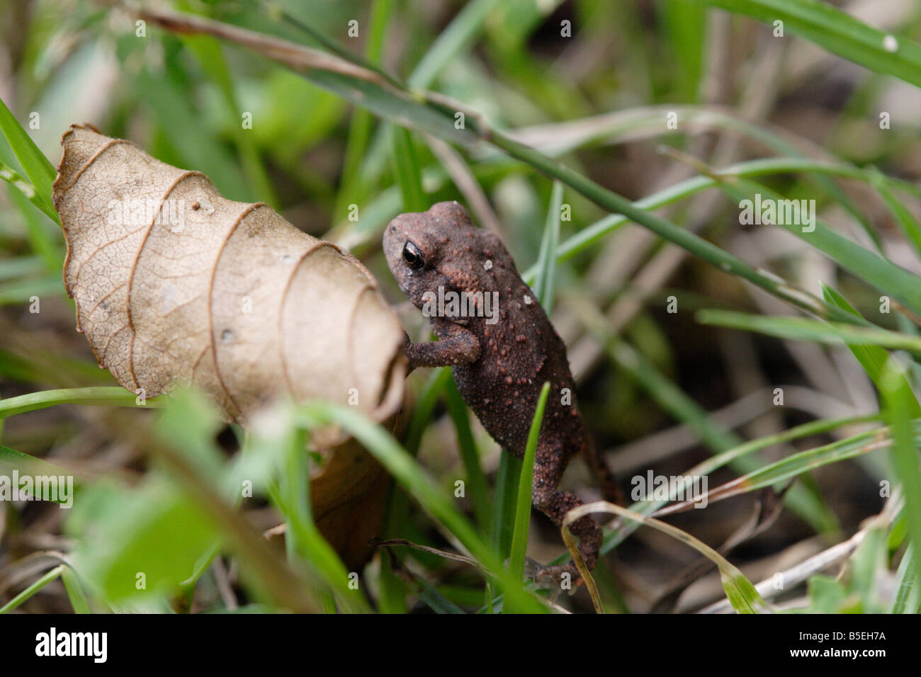A juvenile common toad. Stock Photo