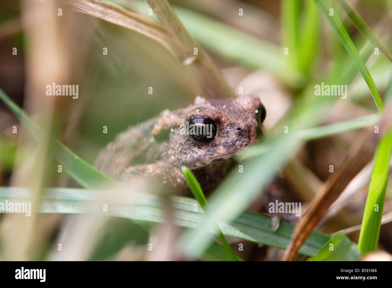 bufo bufo common toad commom european toad Juvenile macro Stock Photo