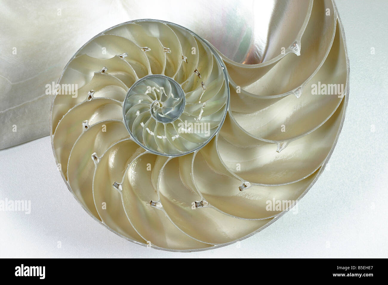 Shell of Pearl Nautilus, Chambered Nautilus (Nautilus pompilius) Stock Photo