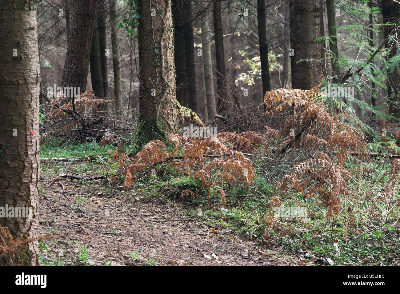 Forest undergrowth on the Longleat Estate, Warminster, Wiltshire Stock Photo