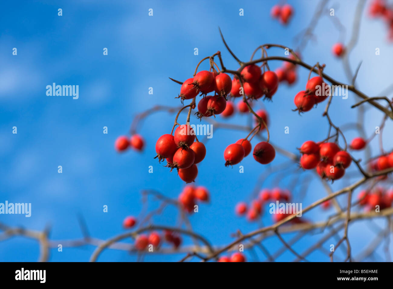 Ripe scarlet wild hawthorn on blue sky background. Close-up Stock Photo ...