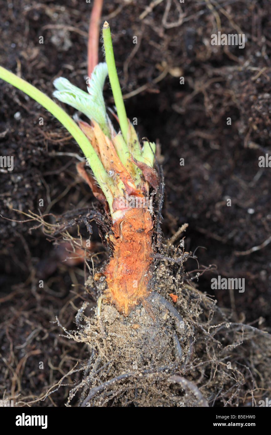 STRAWBERRY CROWN ROT Phytophthora cactorum SECTION THROUGH INFECTED PLANT SHOWING EXTENSIVE ROT Stock Photo