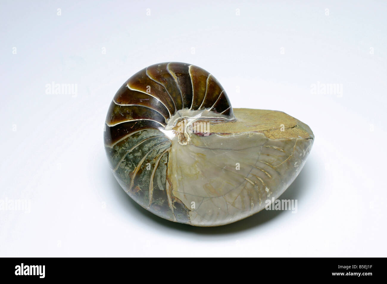 Shell of Pearl Nautilus, Chambered Nautilus (Nautilus pompilius), fossil Stock Photo