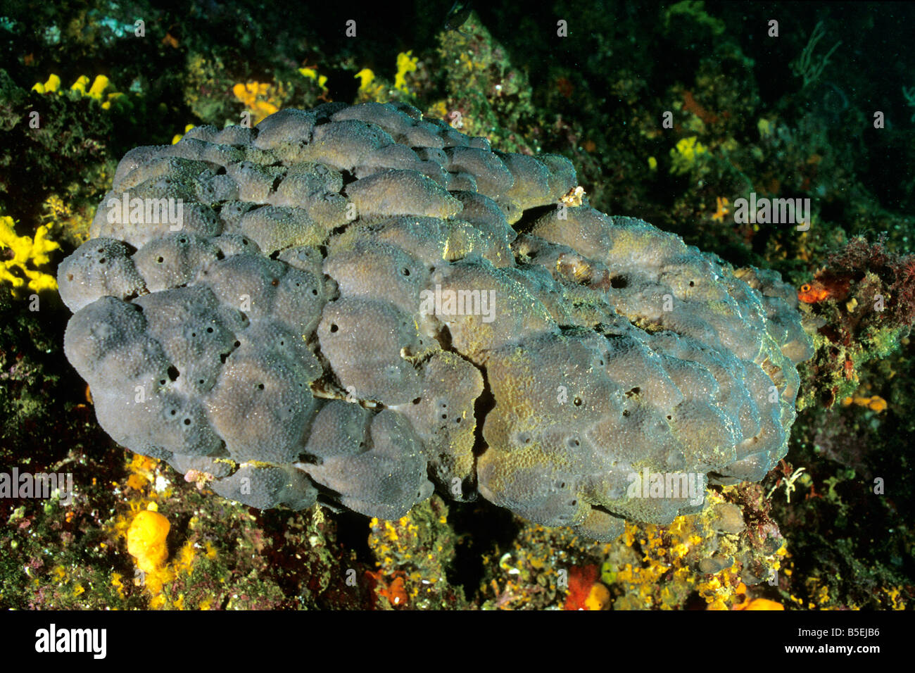 Bath Sponge (Spongia officinalis) in reef Stock Photo