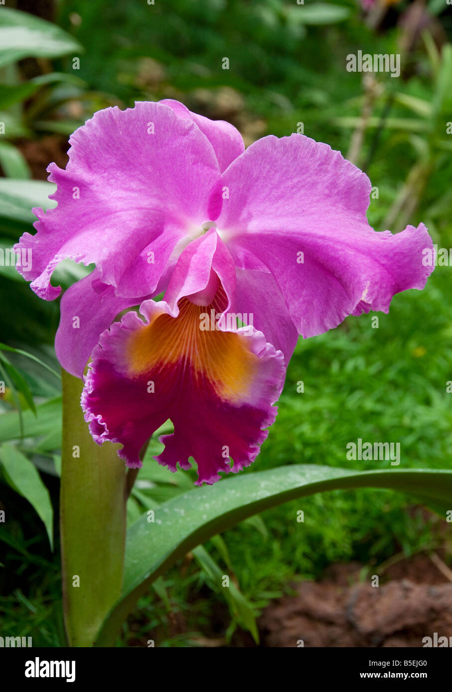 Single pink cattleya type orchid Palmitos Park Gran Canaria Stock Photo