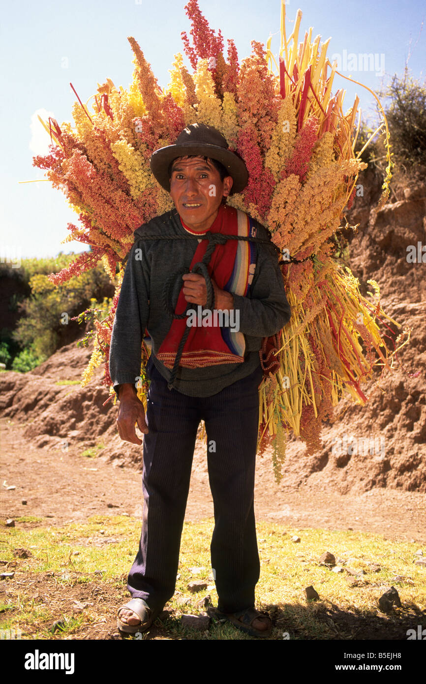 Indian man carrying Quinoa (Chenopodium quinoa) Stock Photo