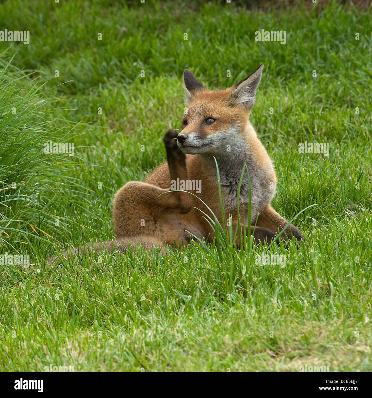 Red fox cub Vulpes vulpes scratching Stock Photo