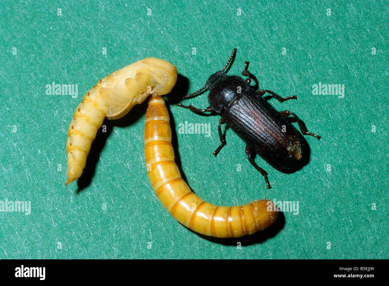 download mealworms