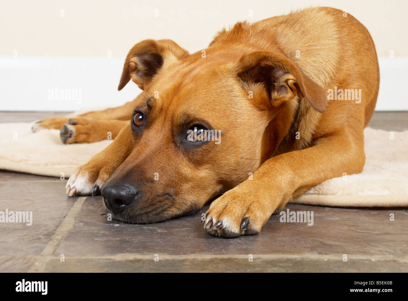 Sandy staffy 2025