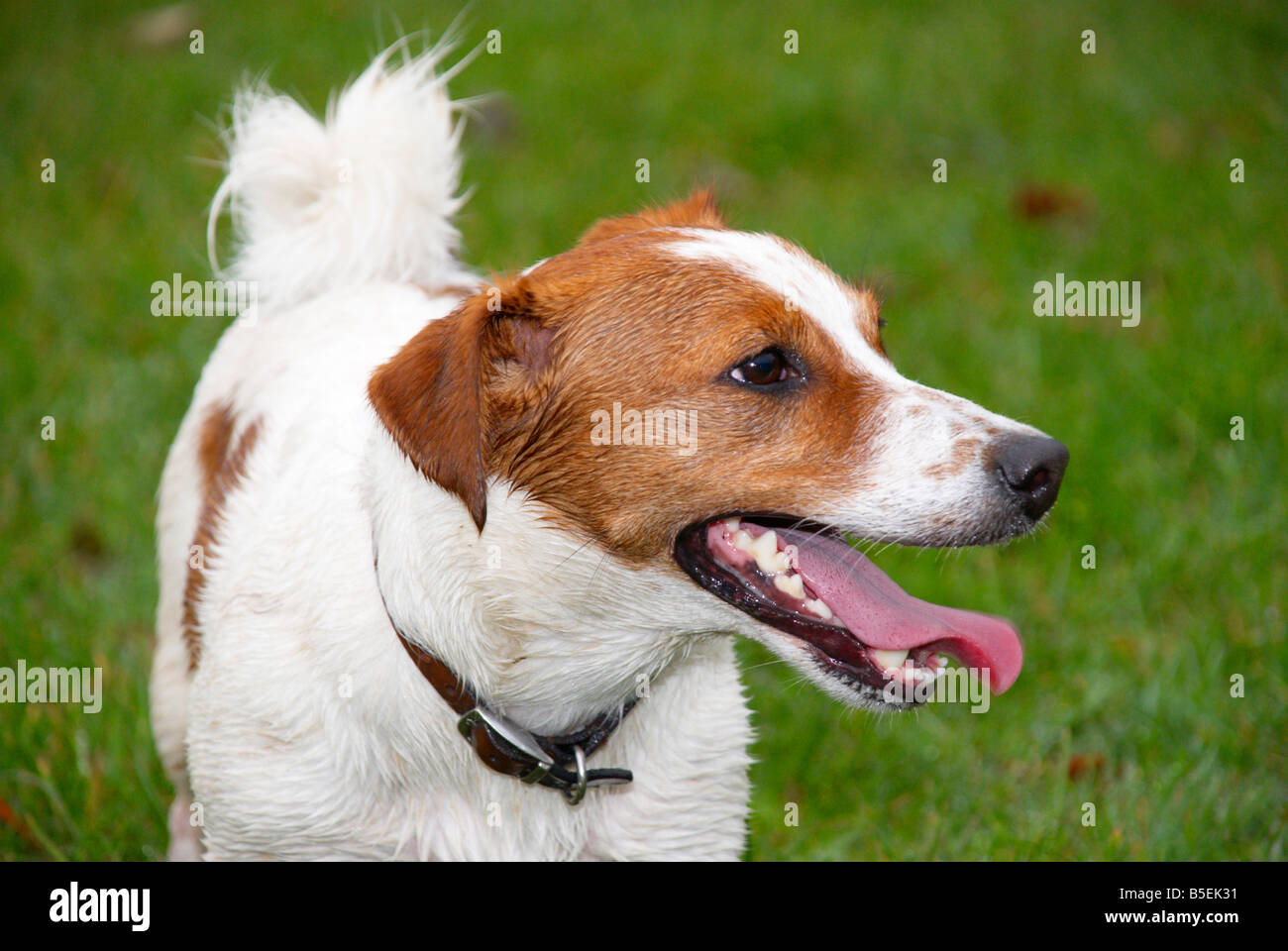 Jack russell terrier barking hi-res stock photography and images - Alamy