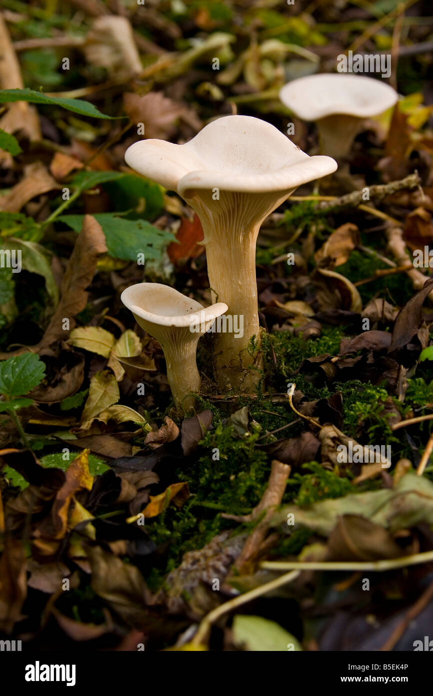 Chantarelle mushrooms growing wild Stock Photo