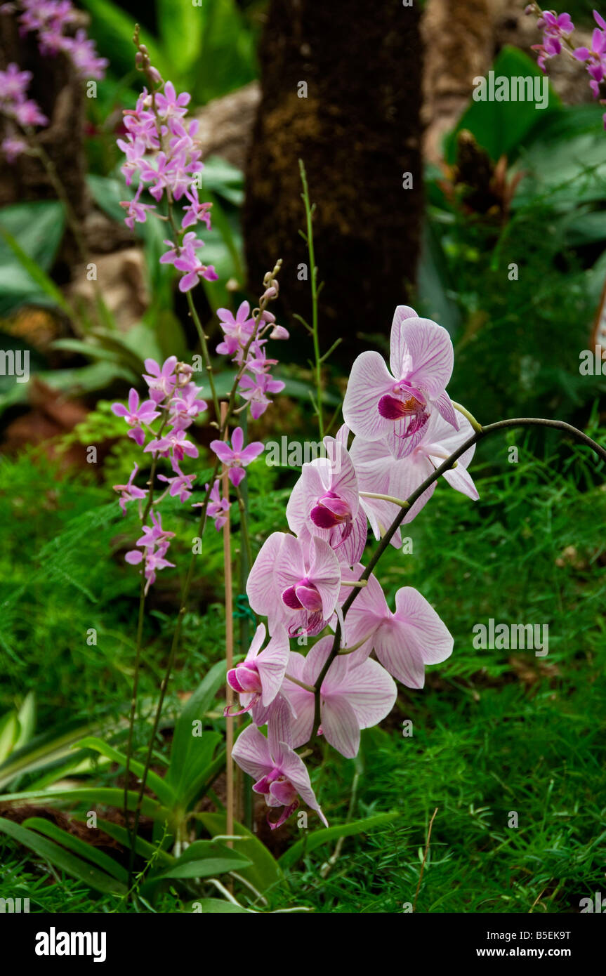 Raceme of Plalaenopsis orchid blooms in lush natural habitat Stock Photo
